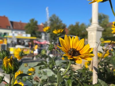 Langer Einkaufsdonnerstag Fürstenfeld 2022_schöne Blumen, viel Flair